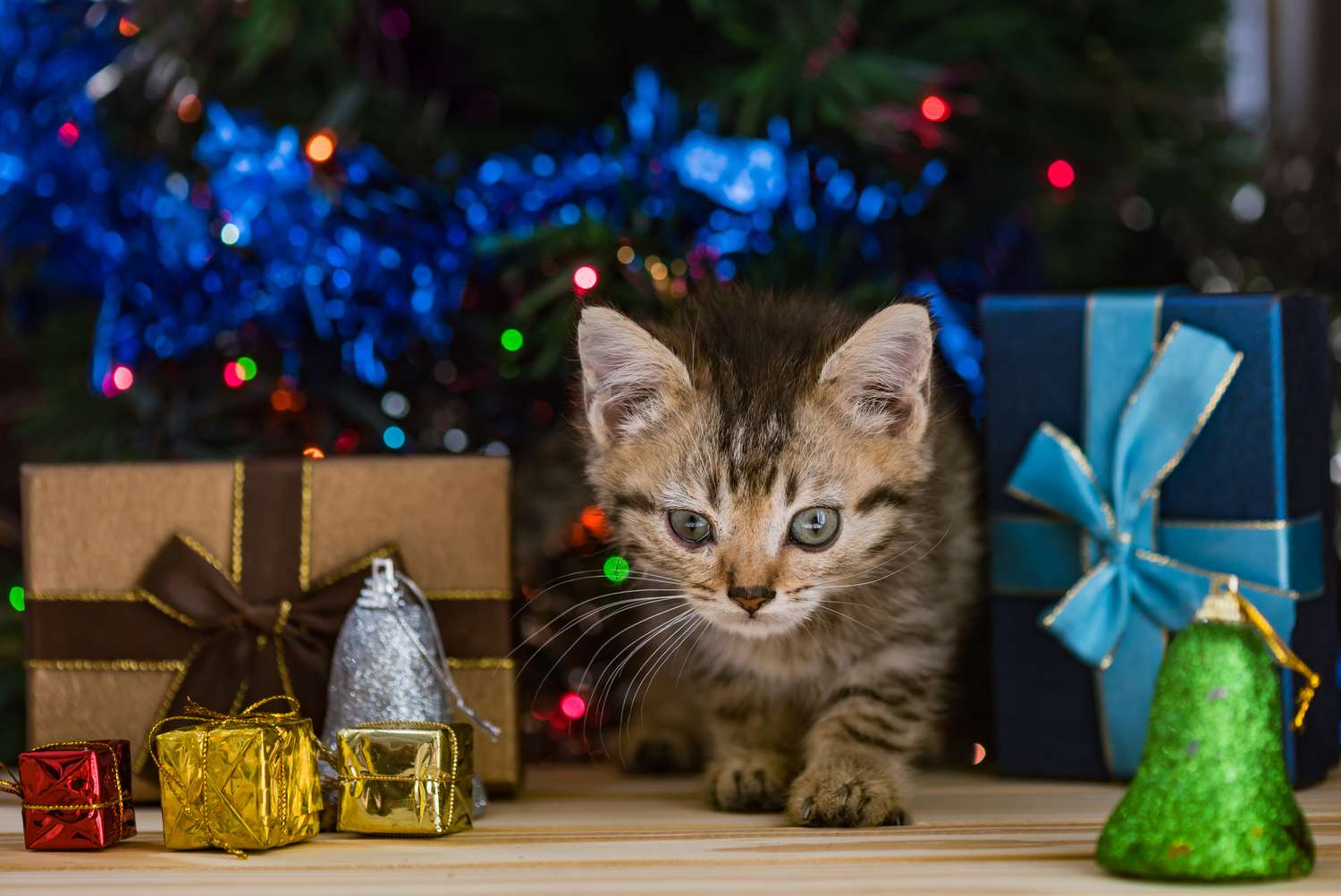 Perfect christmas gifts for cats