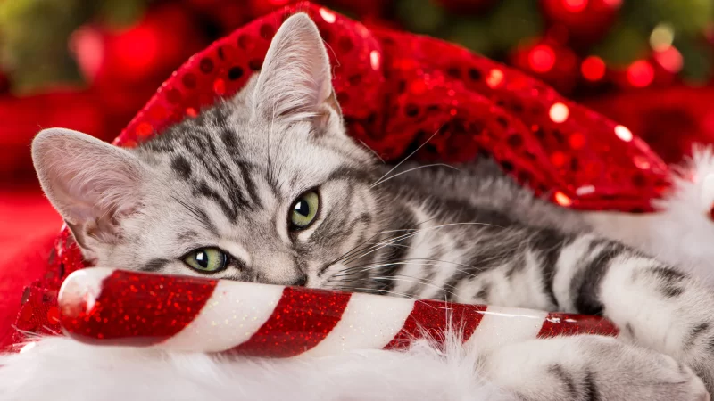 Christmas outfit ideas for cats