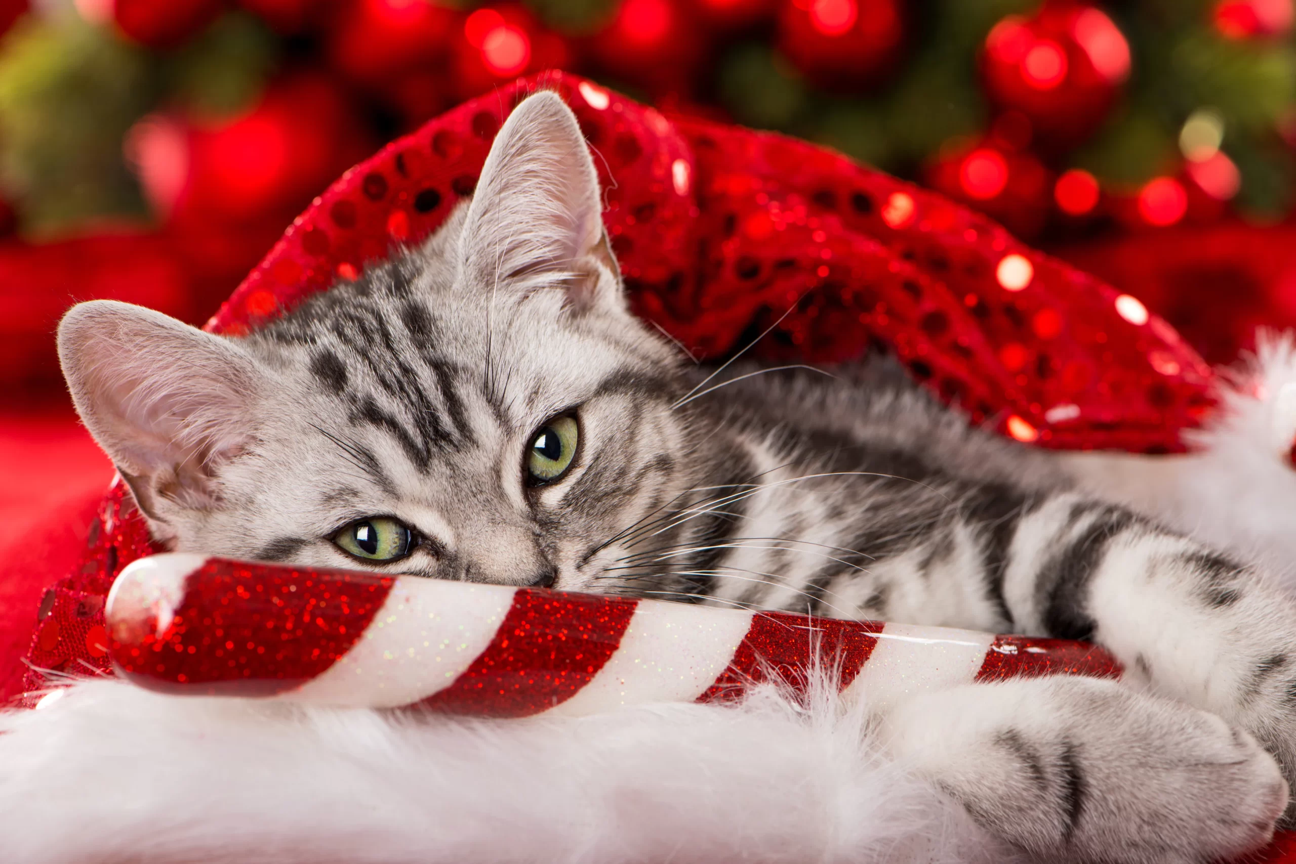 Christmas outfit ideas for cats