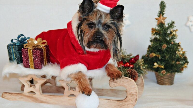 Christmas outfit ideas for dogs